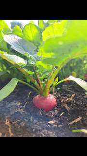 Wir starten in den Frühling mit den ersten Radieschen!