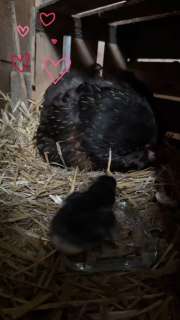 Nachwuchs 💕🐤🐣🐥💕