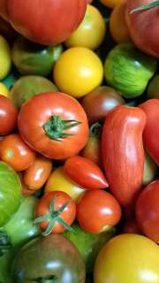 Bunte Vielfalt! 🍅🥒🌶